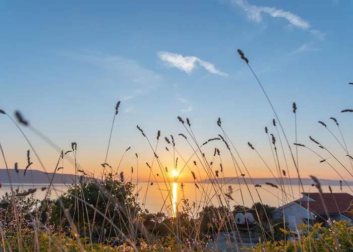 Stara Gavza 137 * ツレス